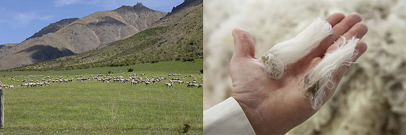 REDA社所有のニュージランドの山岳地帯で育まれた最高品質の羊毛
